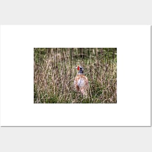 Pheasant in Long Grass Posters and Art